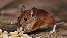 24 Hour & Emergency Exterminators in Smith, MS